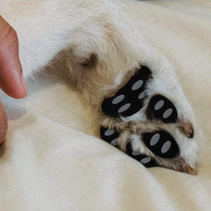 Adesivos antiderrapantes para cães