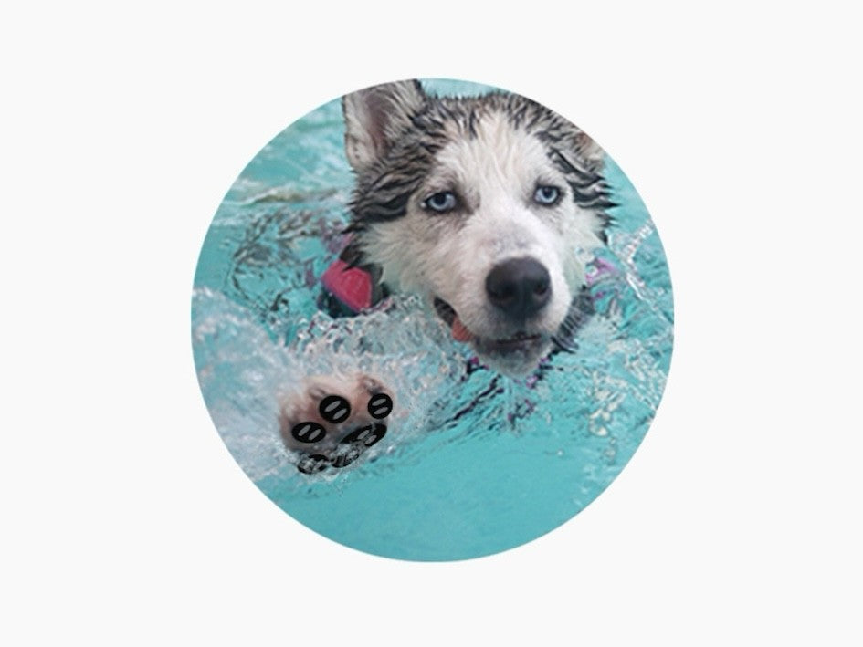 Adesivos antiderrapantes para cães