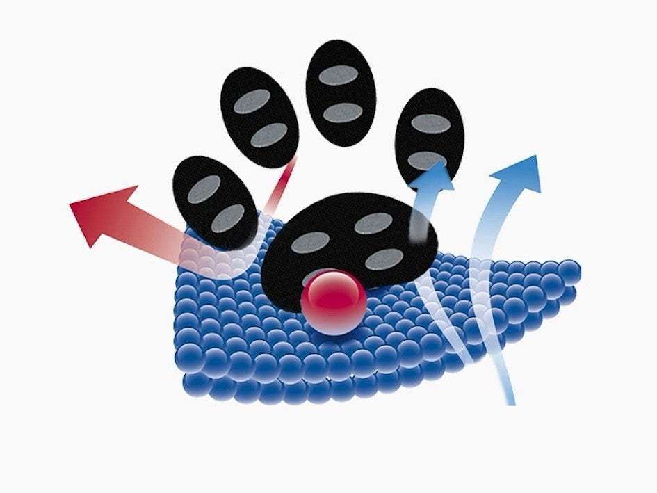 Adesivos antiderrapantes para cães